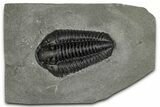 Calymene Niagarensis Trilobite Fossil - New York #357090-1